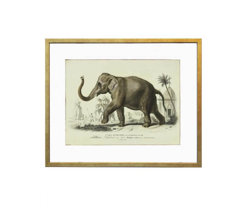 Plakat retro słoń