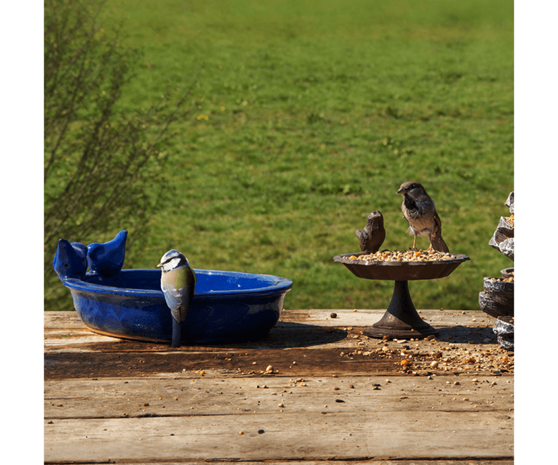 Poidło basen dla ptaków - ceramiczne granatowe