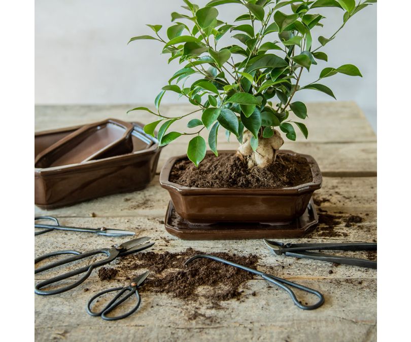 Nożyce ogrodowe do kwiatów bonsai