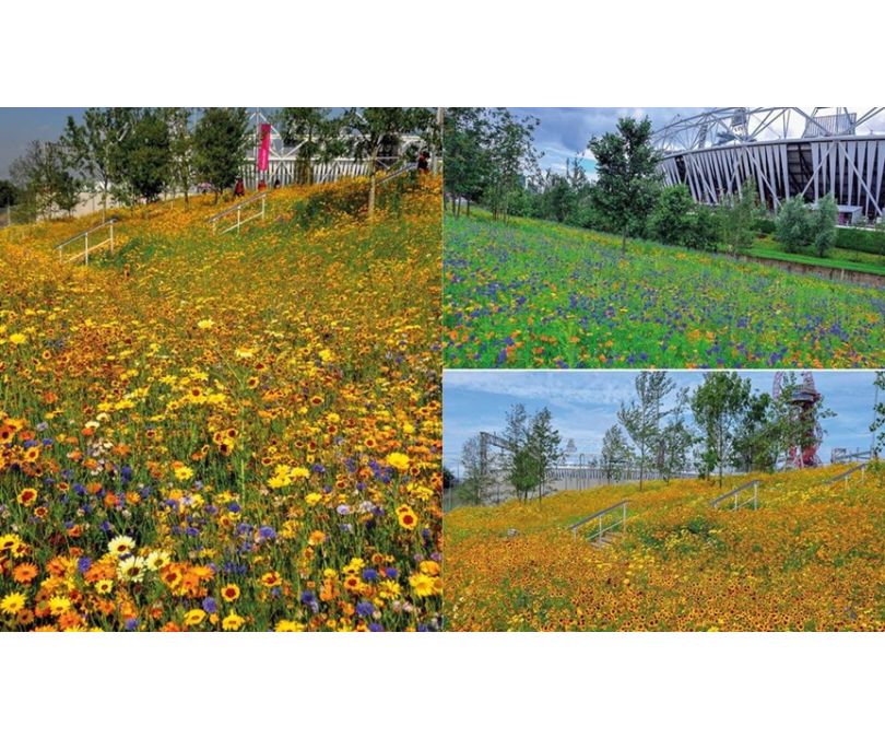 Projektowanie ogrodów naturalistycznych