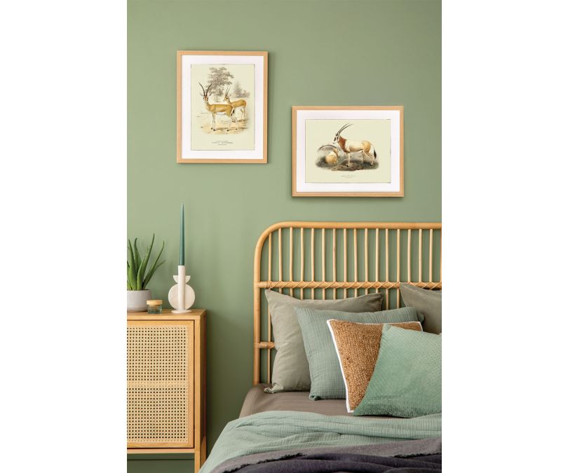 Plakat retro antylopy