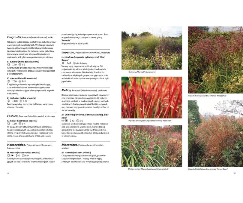 Tworzę ogród naturalny